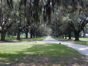 Avenue of Oaks, Boone Hall and Plantation